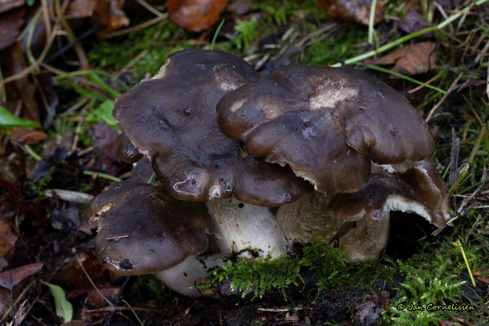 Bruine bundelridderzwam