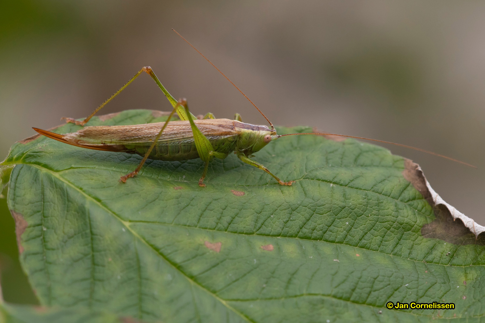 Gewoon spitskopje - Conocephalus dorsalis (Pelt, B) 2018