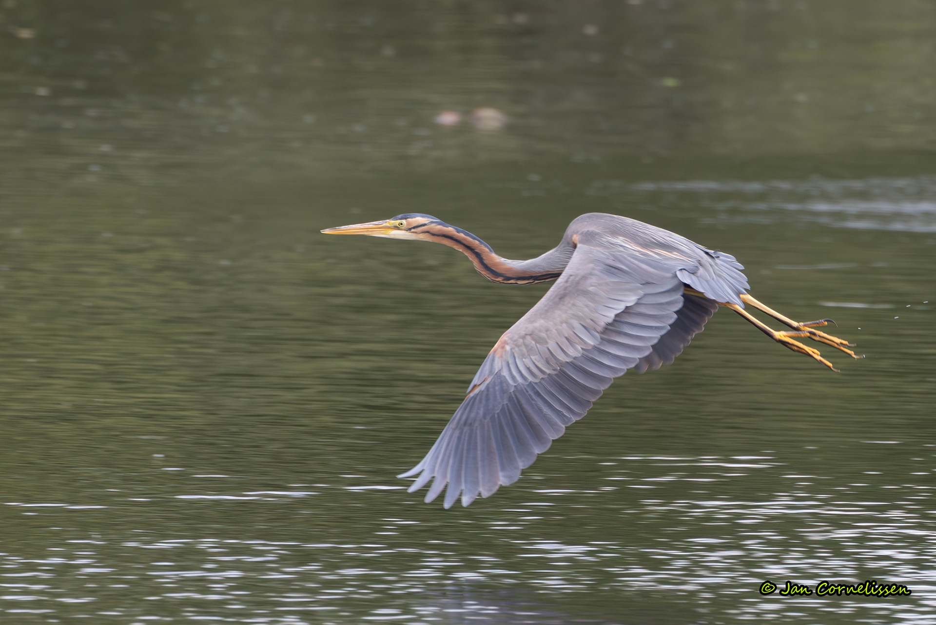 Purperreiger