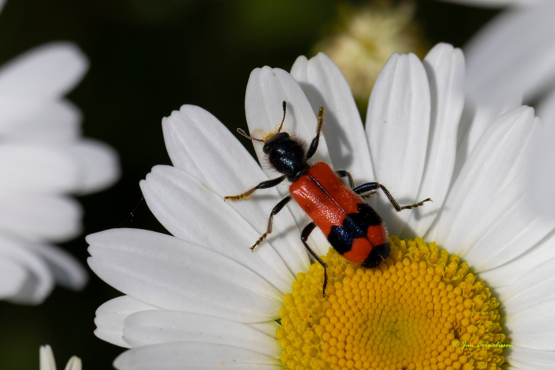 Bijenkever of Bijenwolf - Trichodes apiarius (Pelt, B) 2022