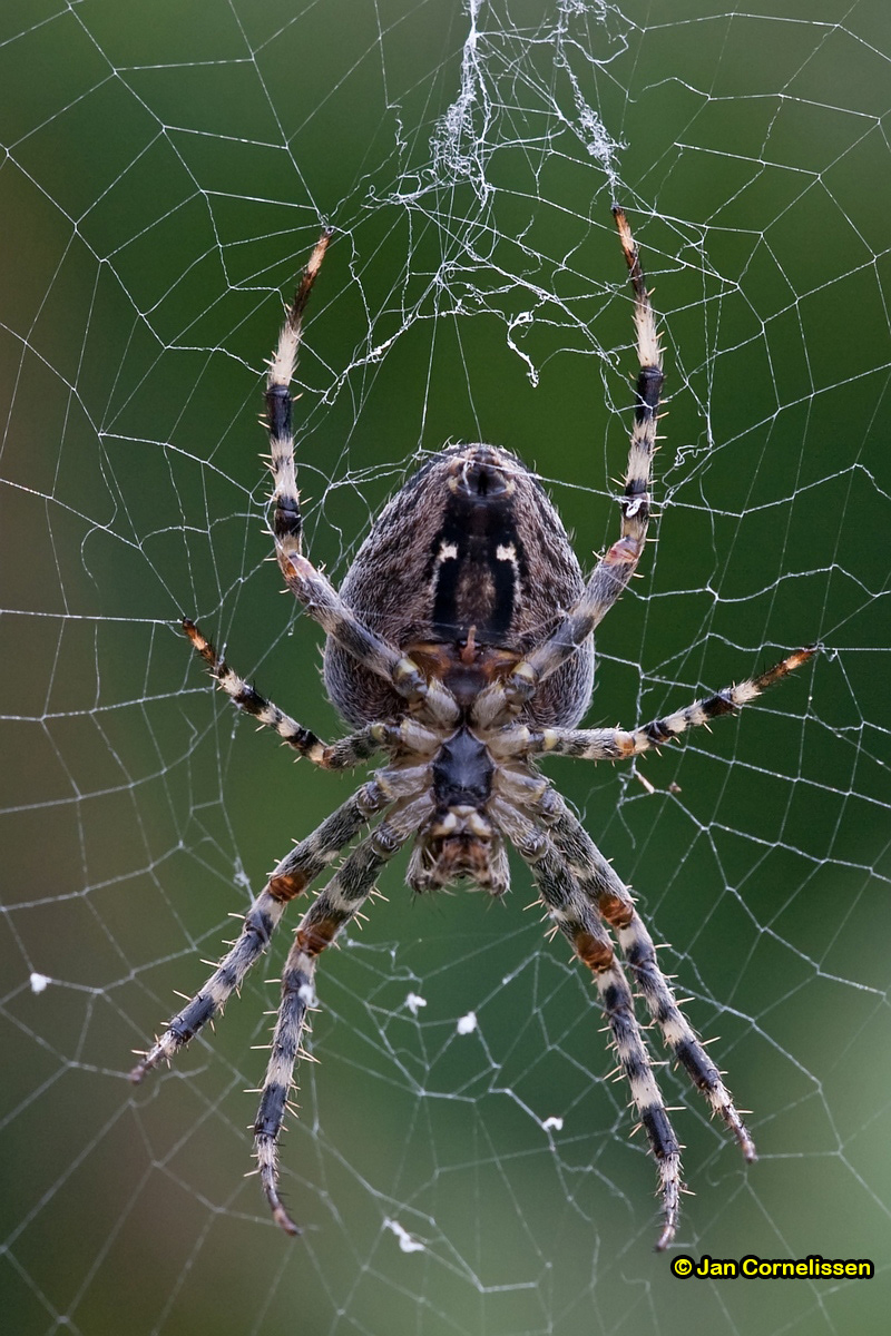 Kruisspin - Araneus diadematus (Pelt, B) 2011