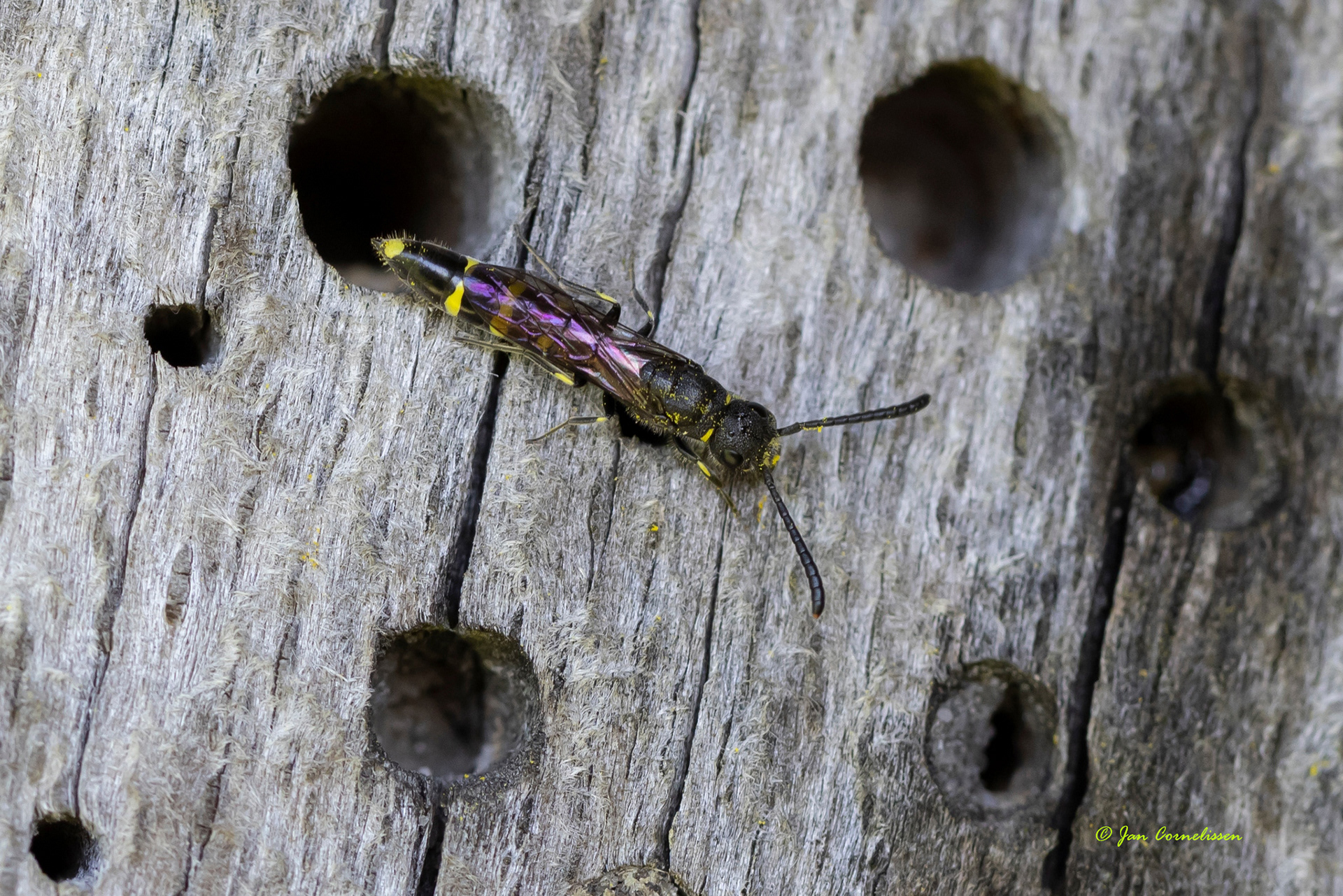 Gewone knotswesp - Sapyga clavicornis (Lommel, B) 2022
