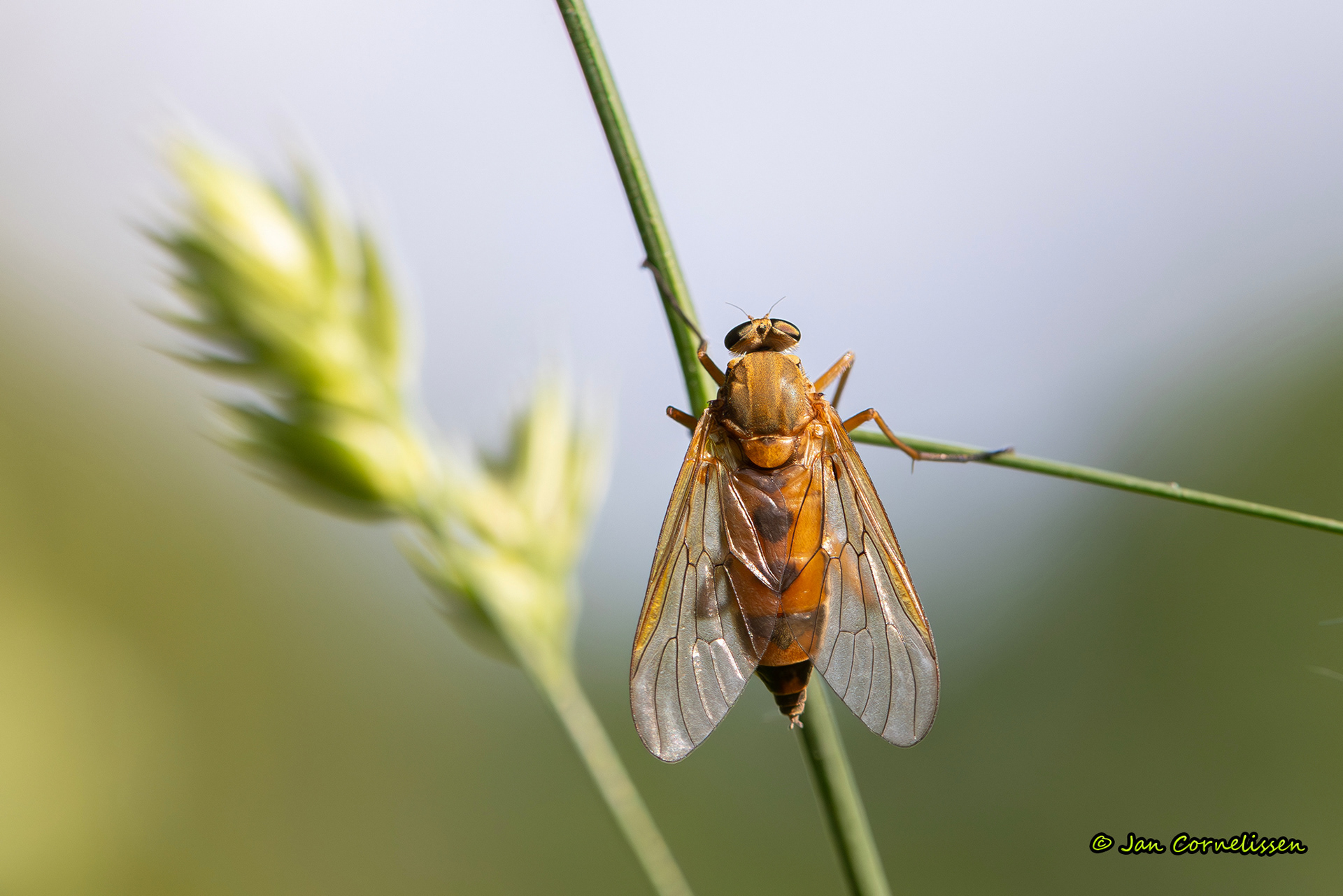 Gele snipvlieg (La Brenne, F) 2025