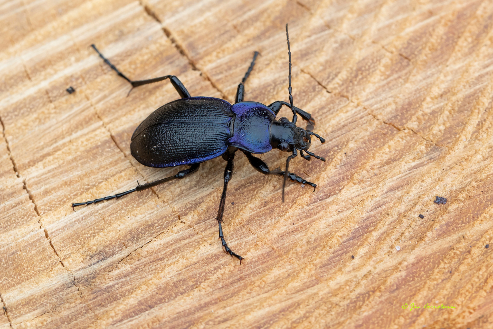 Korrelschallebijter (Blauwzwarte schallebijter) - Carabus problematicus (Mol, B) 2021