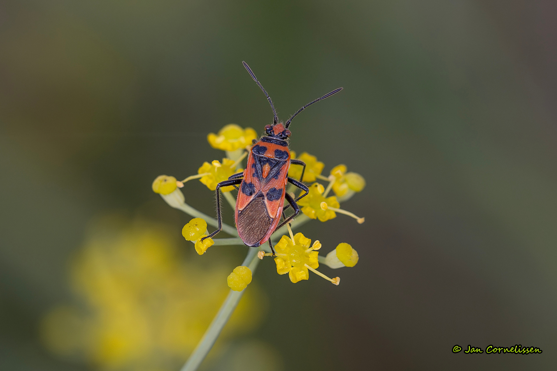 Kaneelglasvleugelwants - Corizus hyoscyami (Pelt, B) 2023
