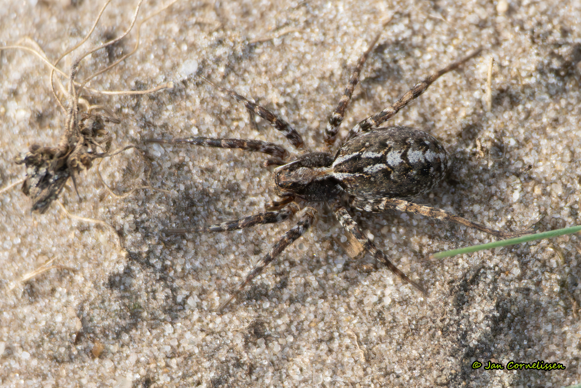Paaspanterspin - Alopecosa barbipes (Valkenswaard, NL) 2026