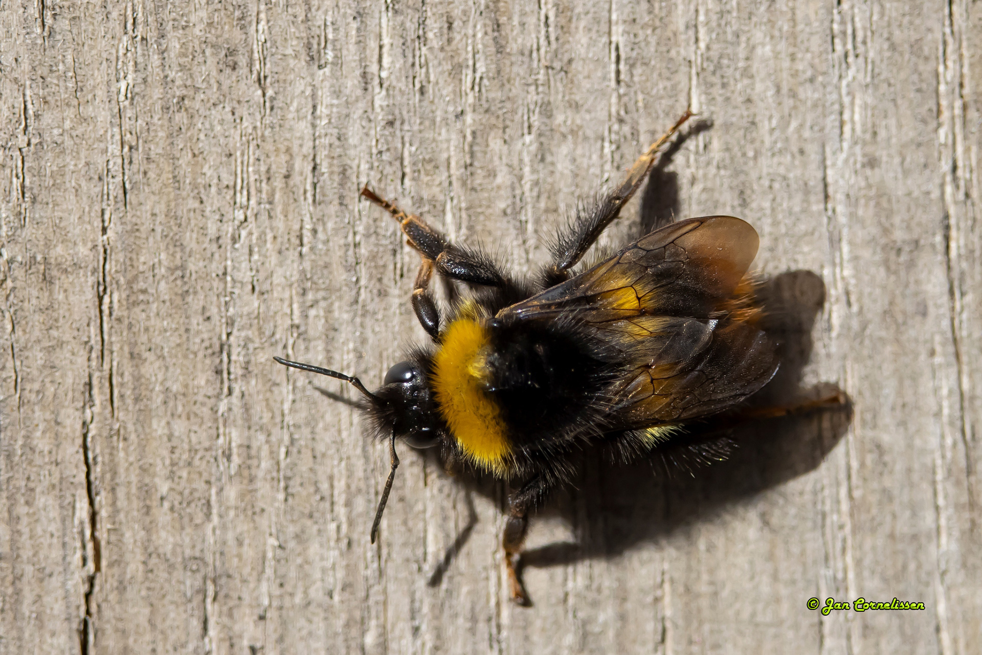 Weidehommel - Bombus pratorum (Soerendonk, NL) 2023