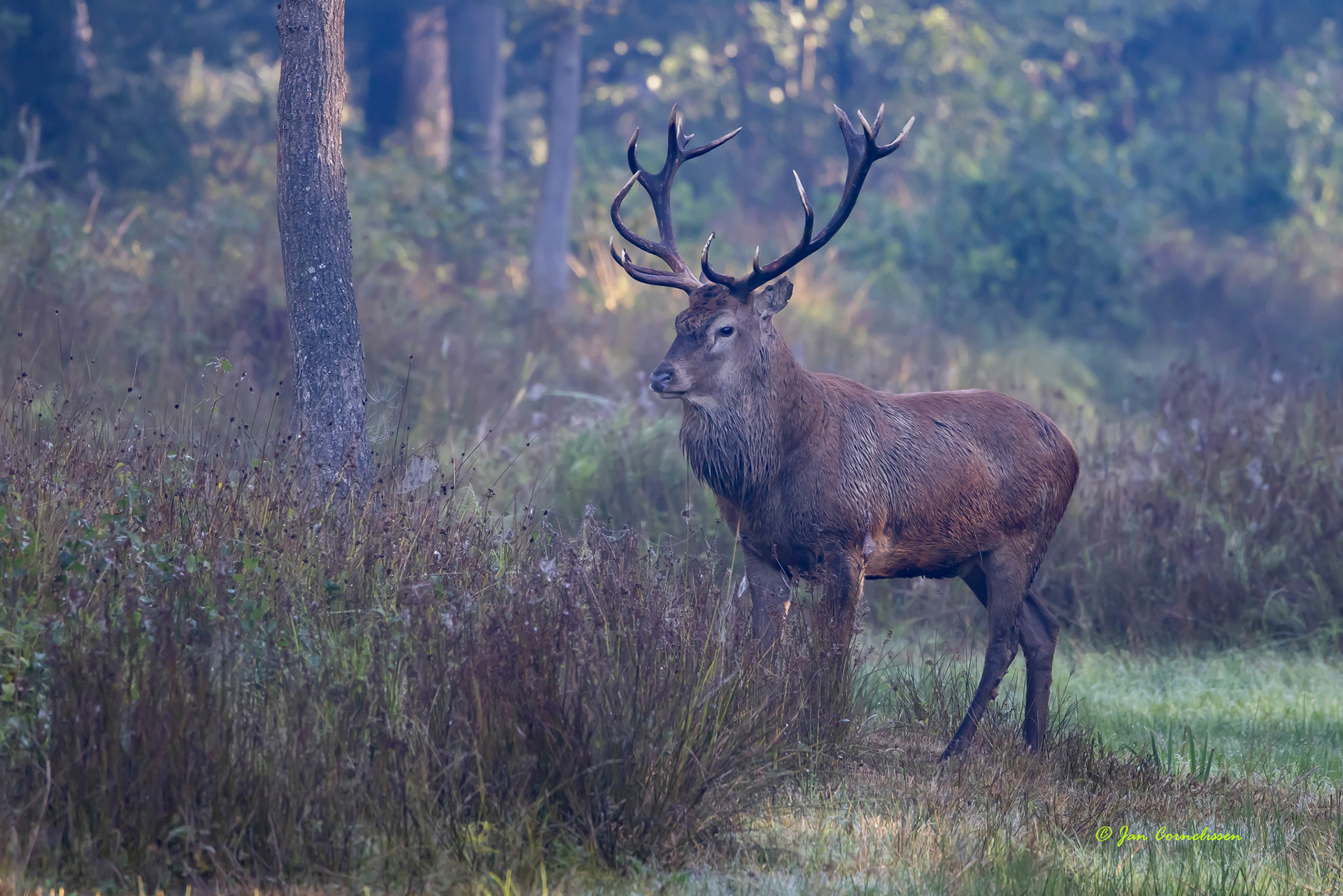 Edelhert - Cervus elaphus (Nederweert, NL) 2022