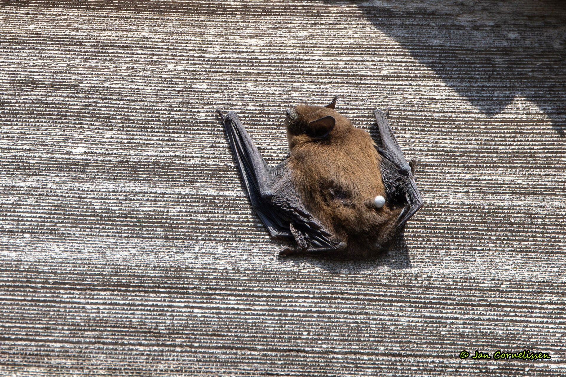 Gewone dwergvleermuis - Pipistrellus pipistrellus (Pelt, B) 2024