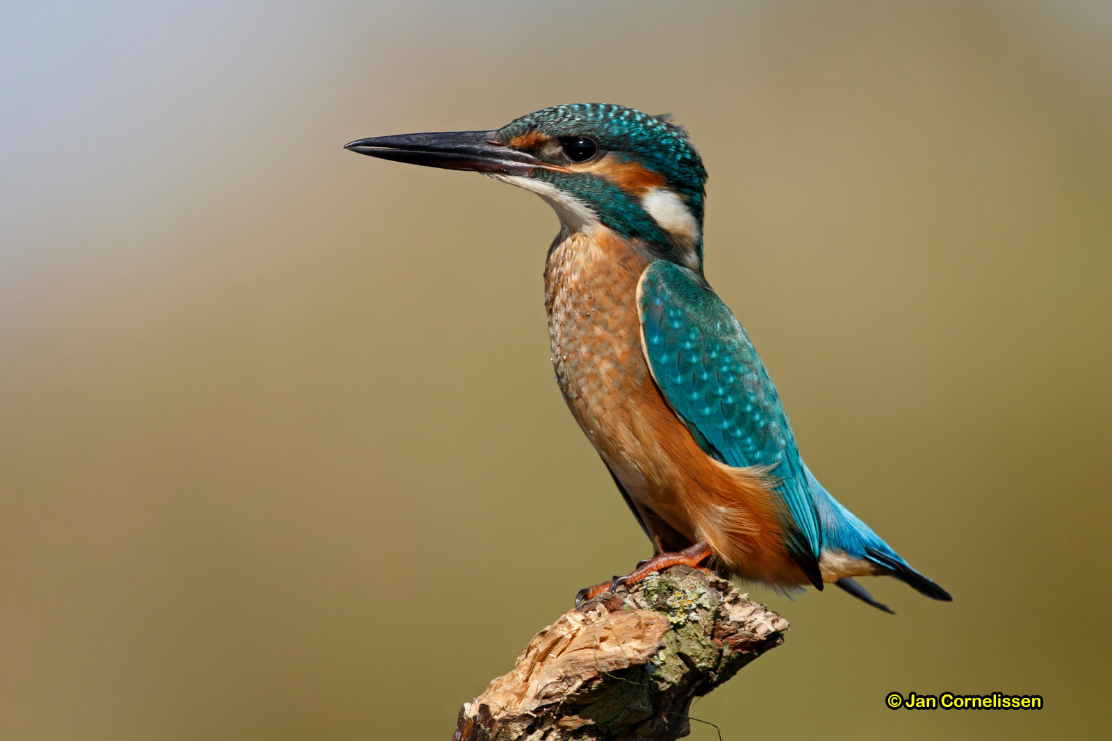 IJsvogel