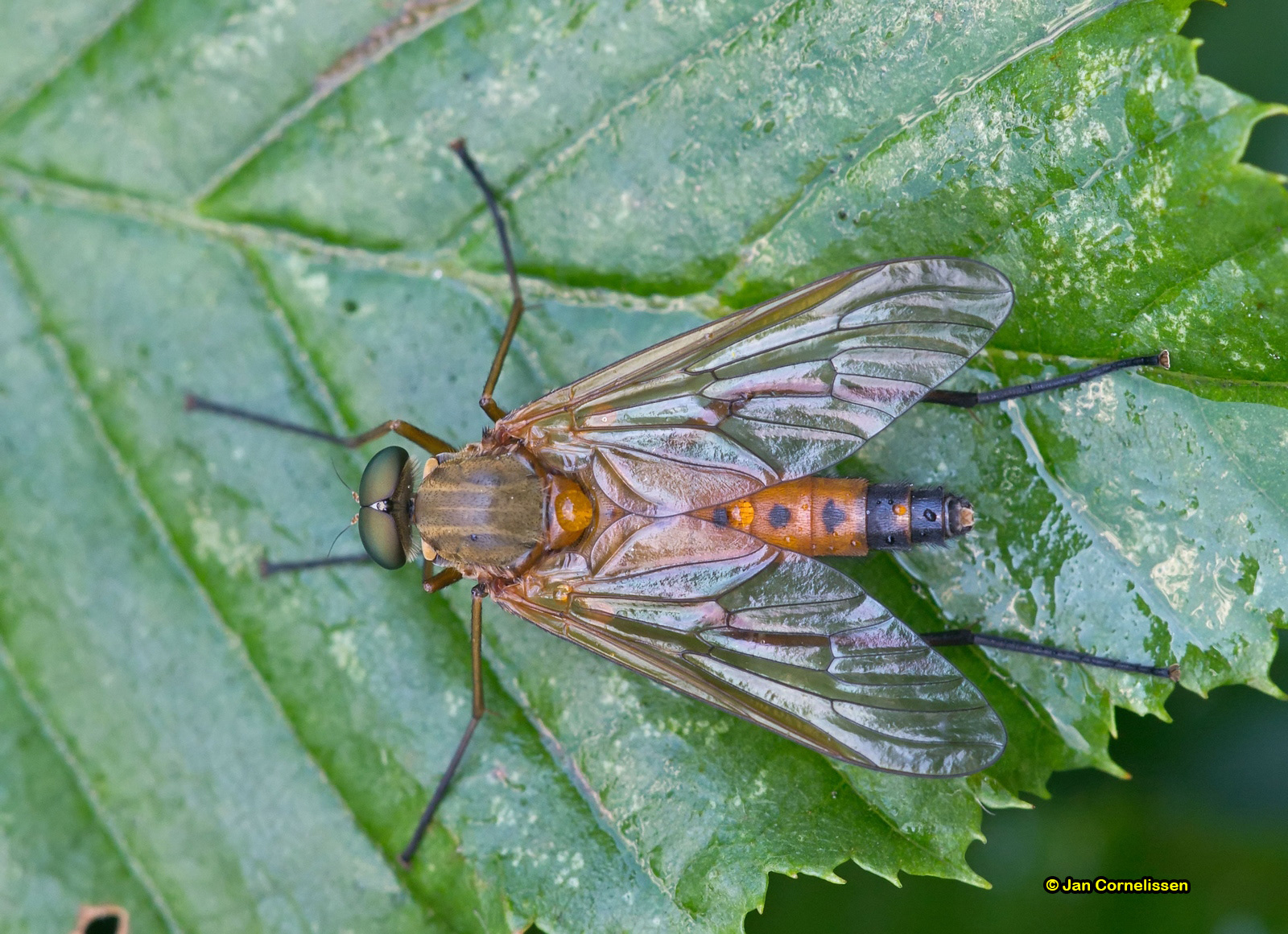 Snavelvlieg - Rhagio scolopaceus, 2012