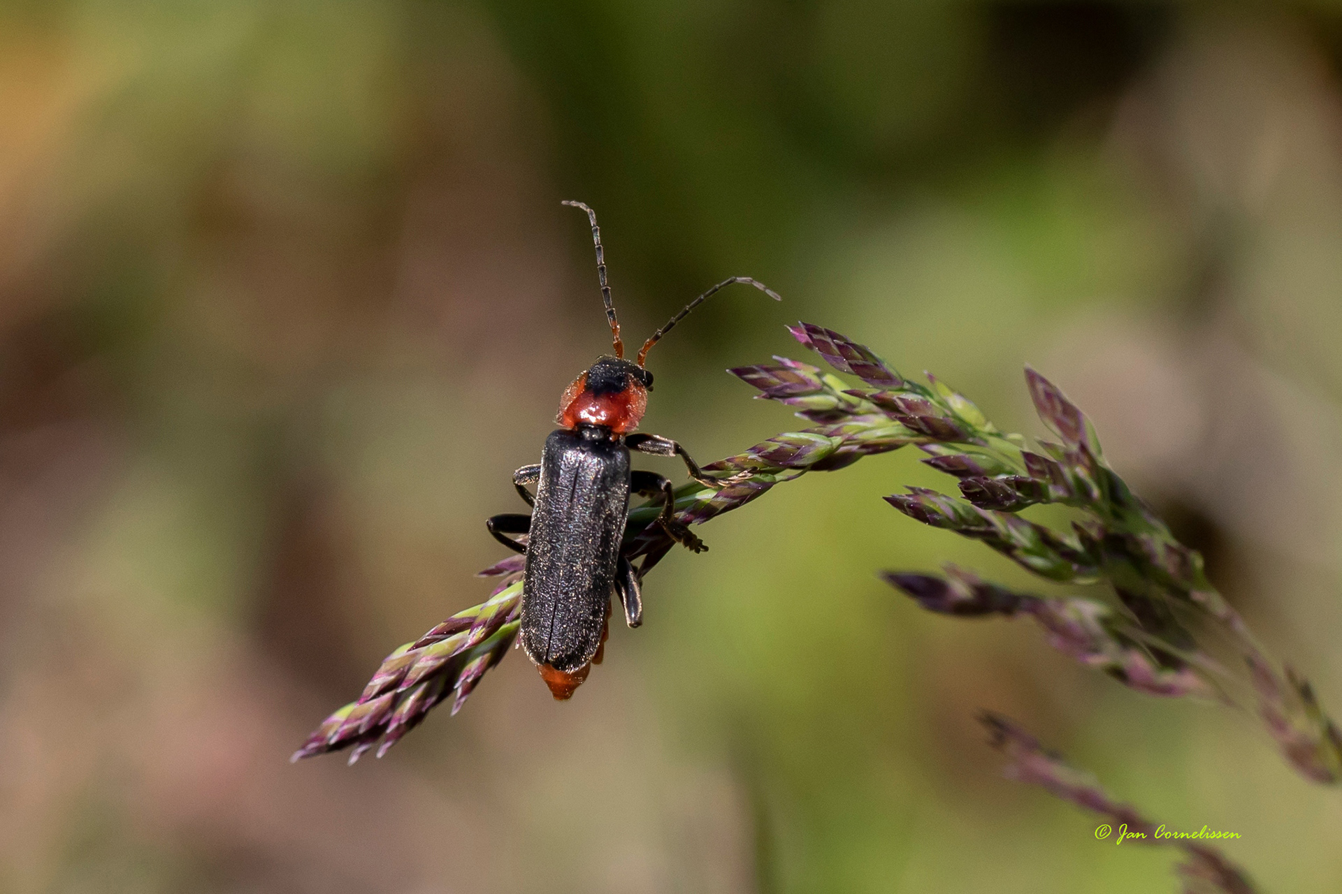 Zwartpootsoldaatje - Cantharis fusca (Pelt, B) 2020