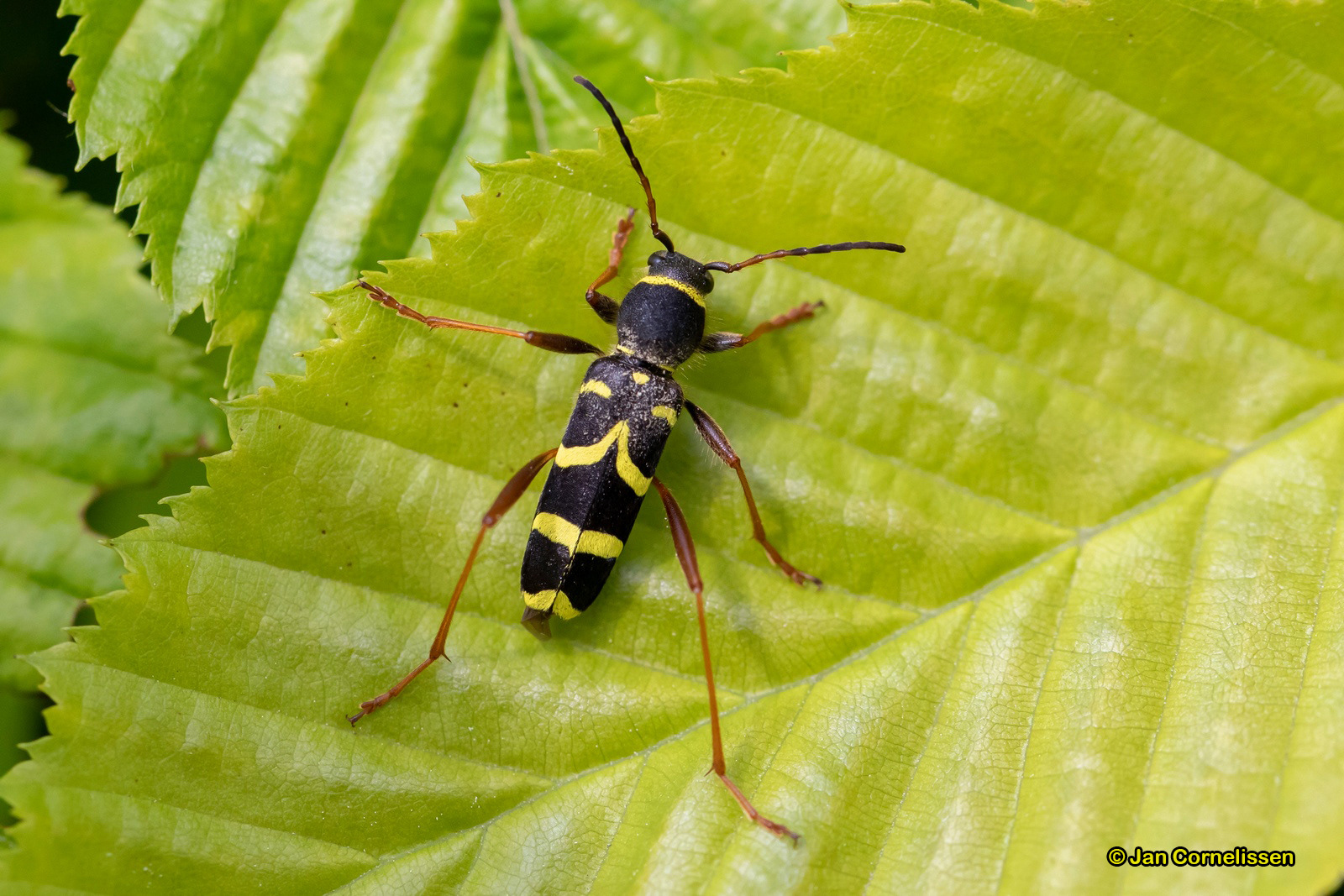Kleine wespenboktor - Clytus arietis (Pelt, B)