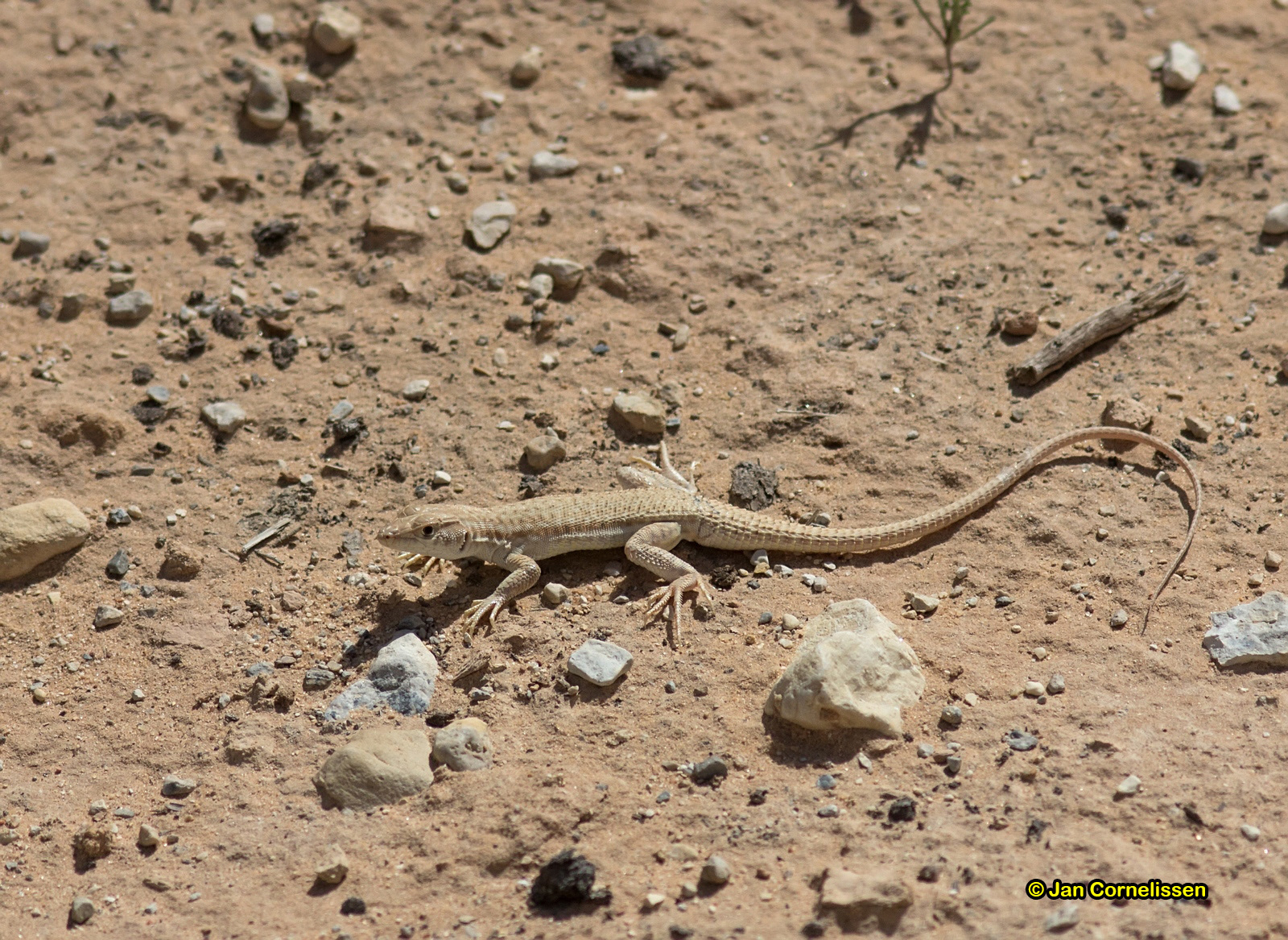 Franjeteenhagedis - Acanthodactylus scutellatus (Eilat, IL) 2014