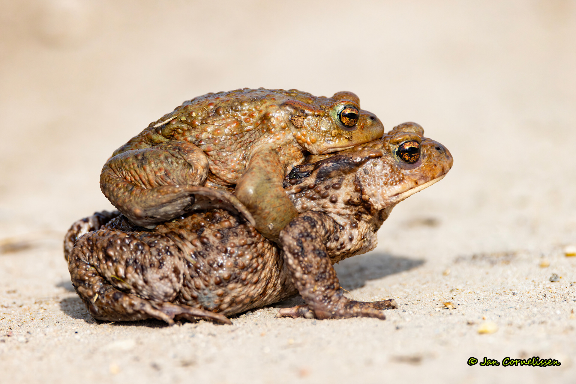 Gewone padden - Bufo bufo (Bocholt, B) 2025