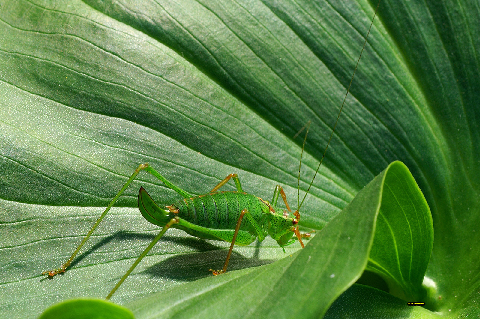 Struiksprinkhaan - Leptophyes punctatissima (Pelt, B) 2006