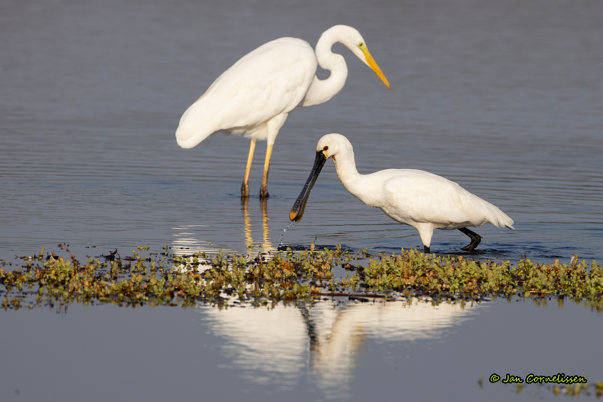 Lepelaar en Grote zilverreiger