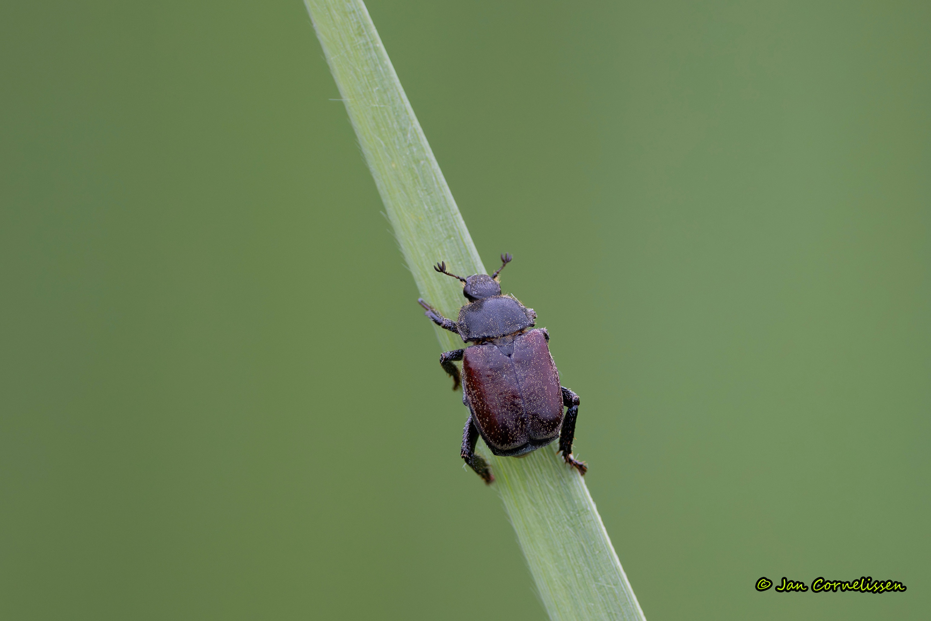 Sallandkever - Hoplia philanthus (Pelt, B) 2023