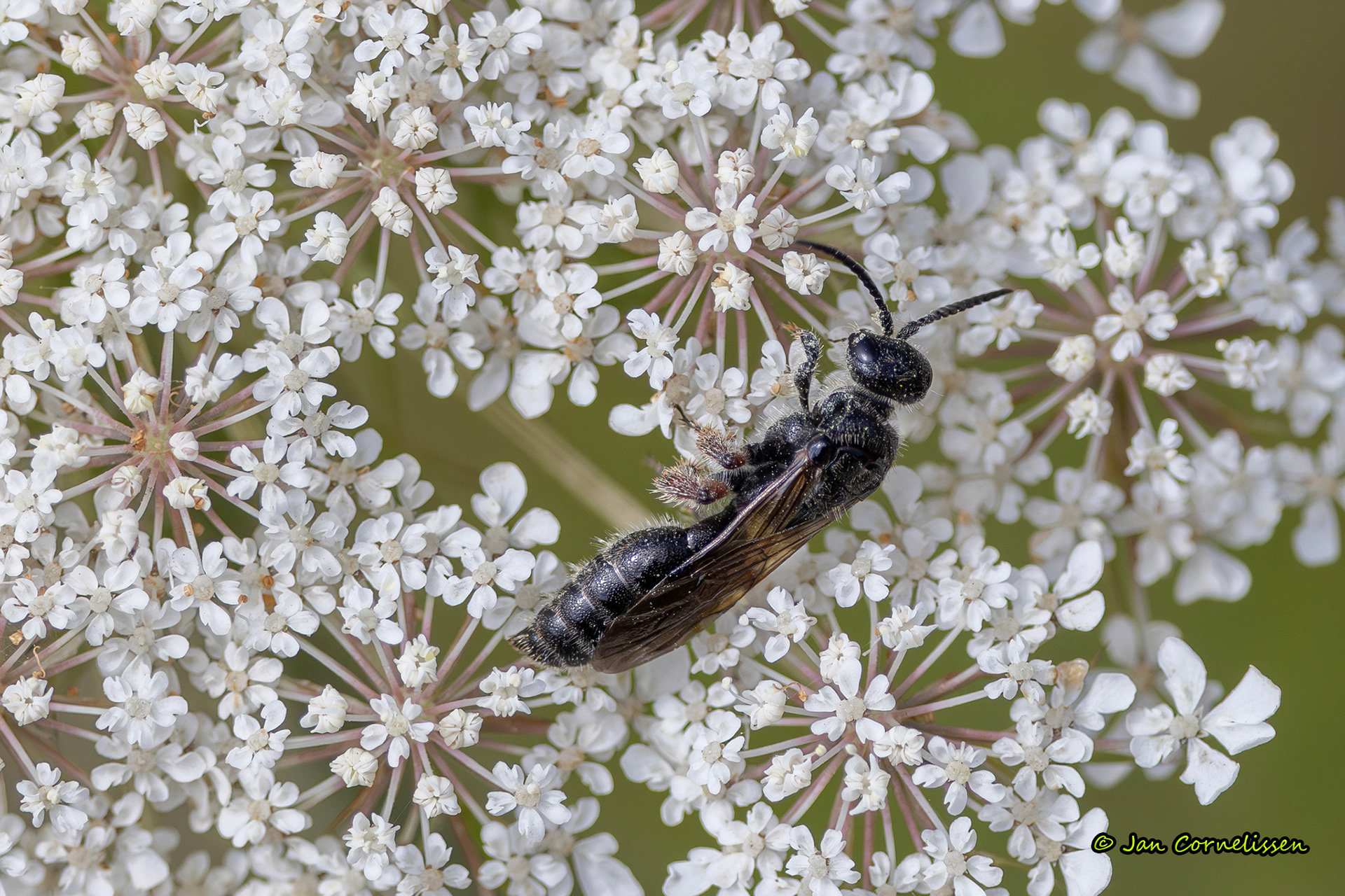 Gewone keverdoder - Tiphia femorata (Soerendonk, NL) 2025