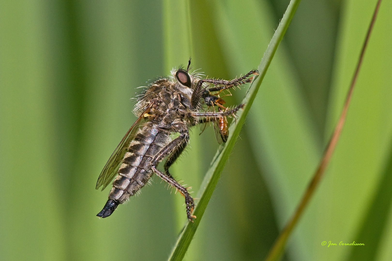 Borstelroofvlieg - Dysmachus trigonus, 2010