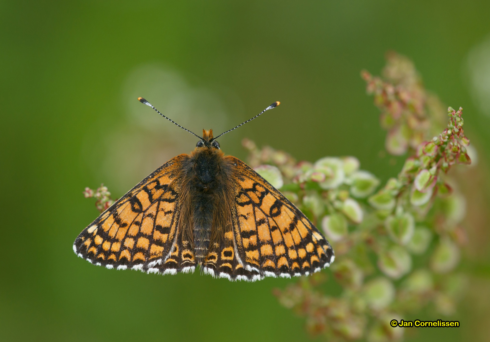 Veldparelmoervlinder - Melitaea cinxia (Lommel, B) 2015
