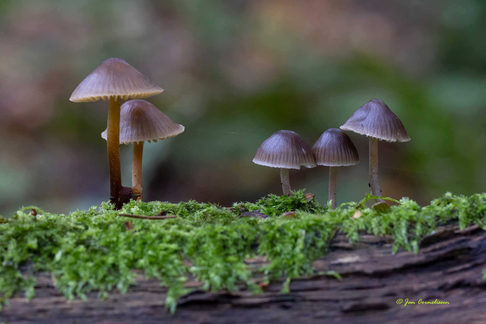 Grote bloedsteelmycena