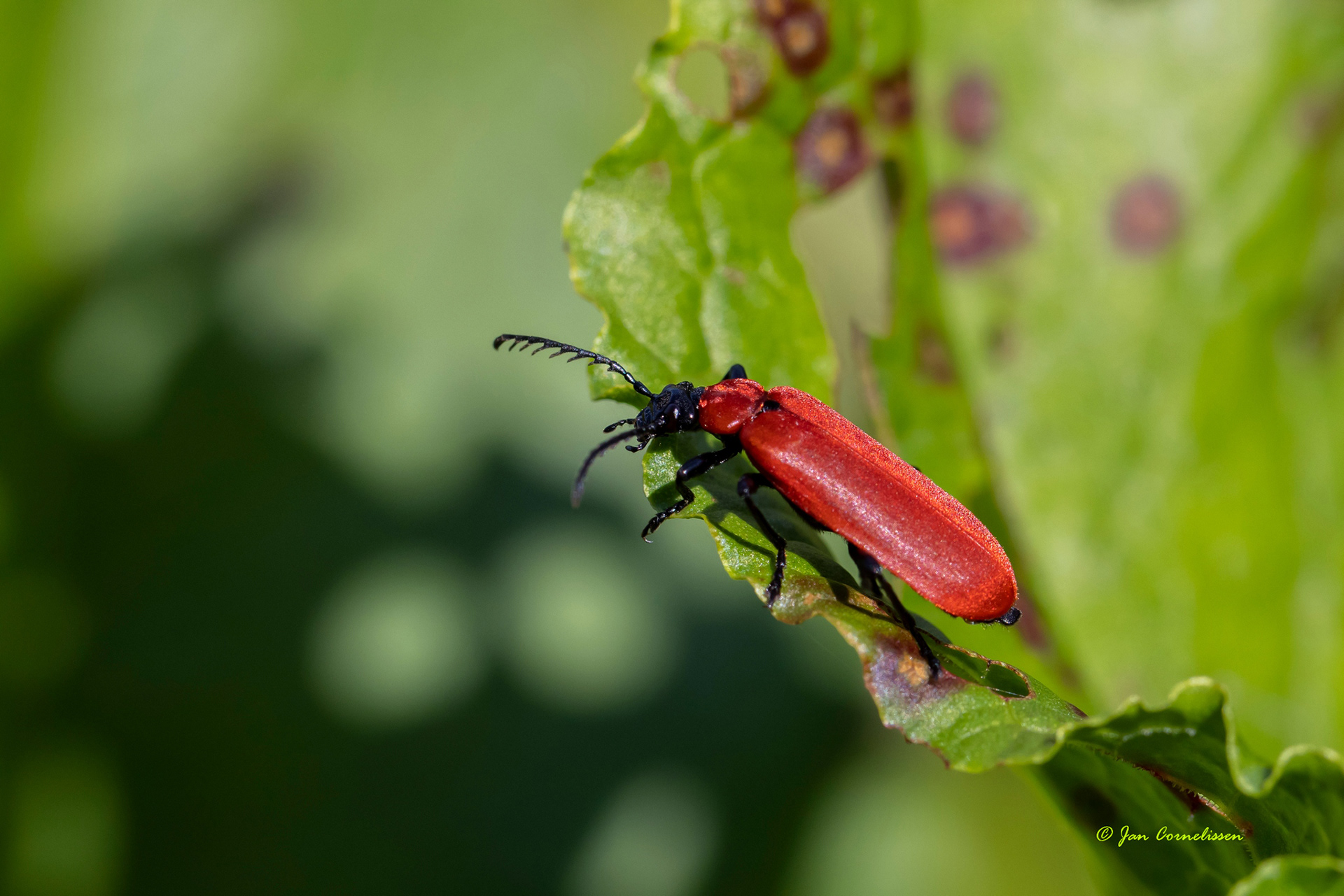 Zwartkopvuurkever - Pyrochroa coccinea (Bree, B) 2021