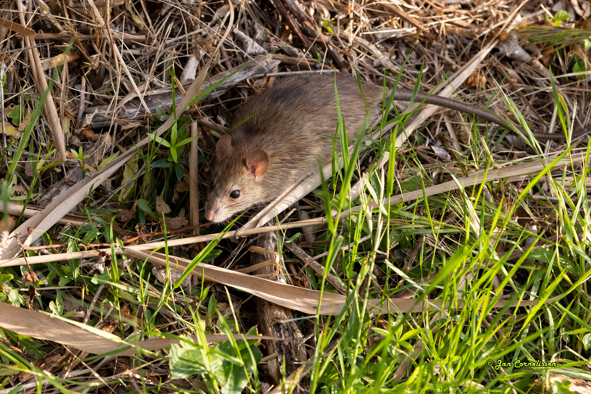 Bruine rat - Rattus norvegicus (Mallorca) 2023