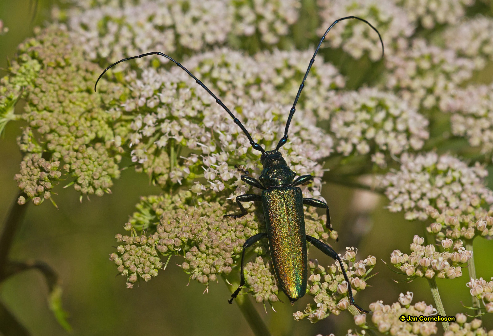 Muskusboktor - Aromia moschata (Pelt, B) 2012