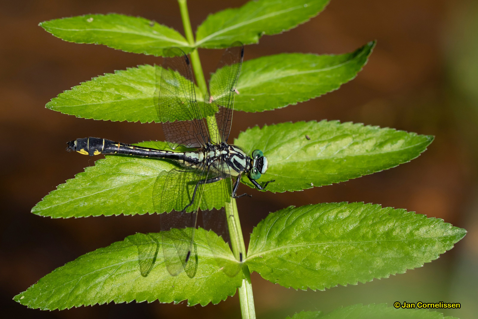 Beekrombout - Gomphus vulgatissimus (Achel, B)