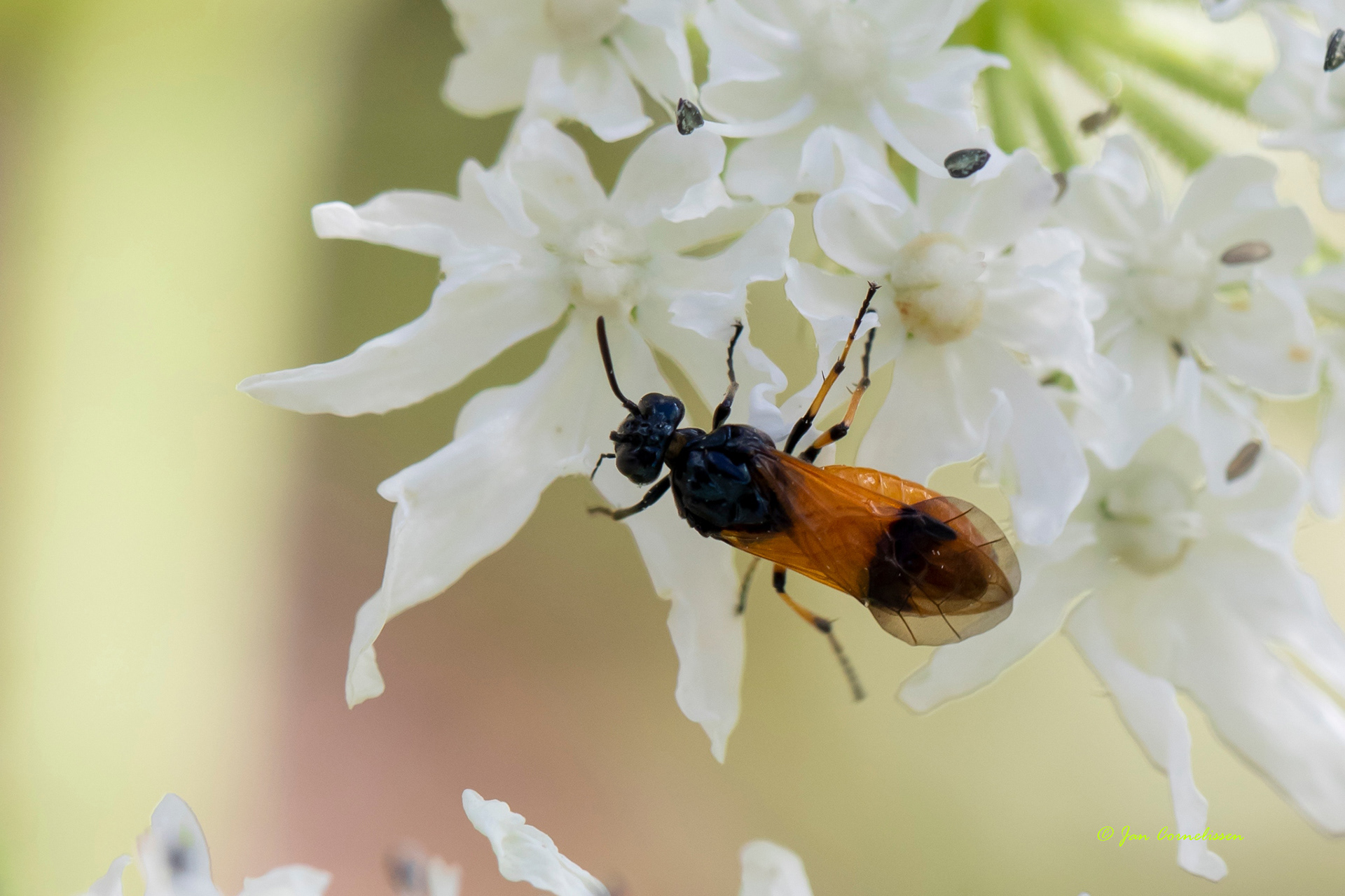 Bramenbladwesp - Arge cyanocrocea (Pelt, B) 2022