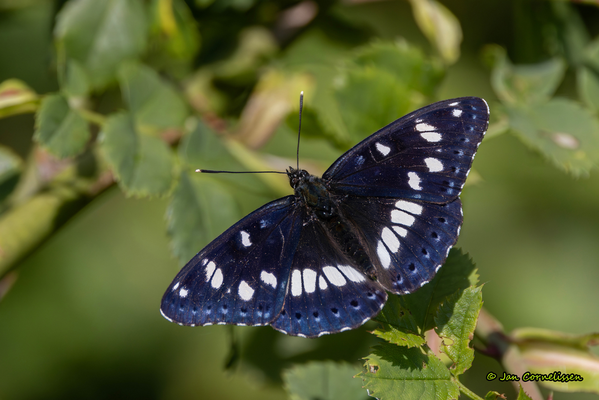 Blauwe ijsvogelvlinder