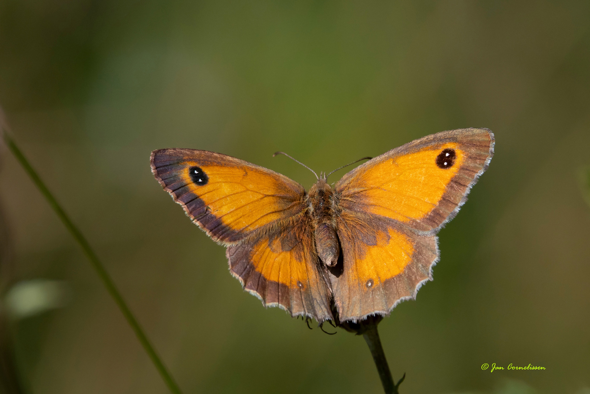 Oranje zandoogje - Pyronia tithonus (Pelt, B) 2022