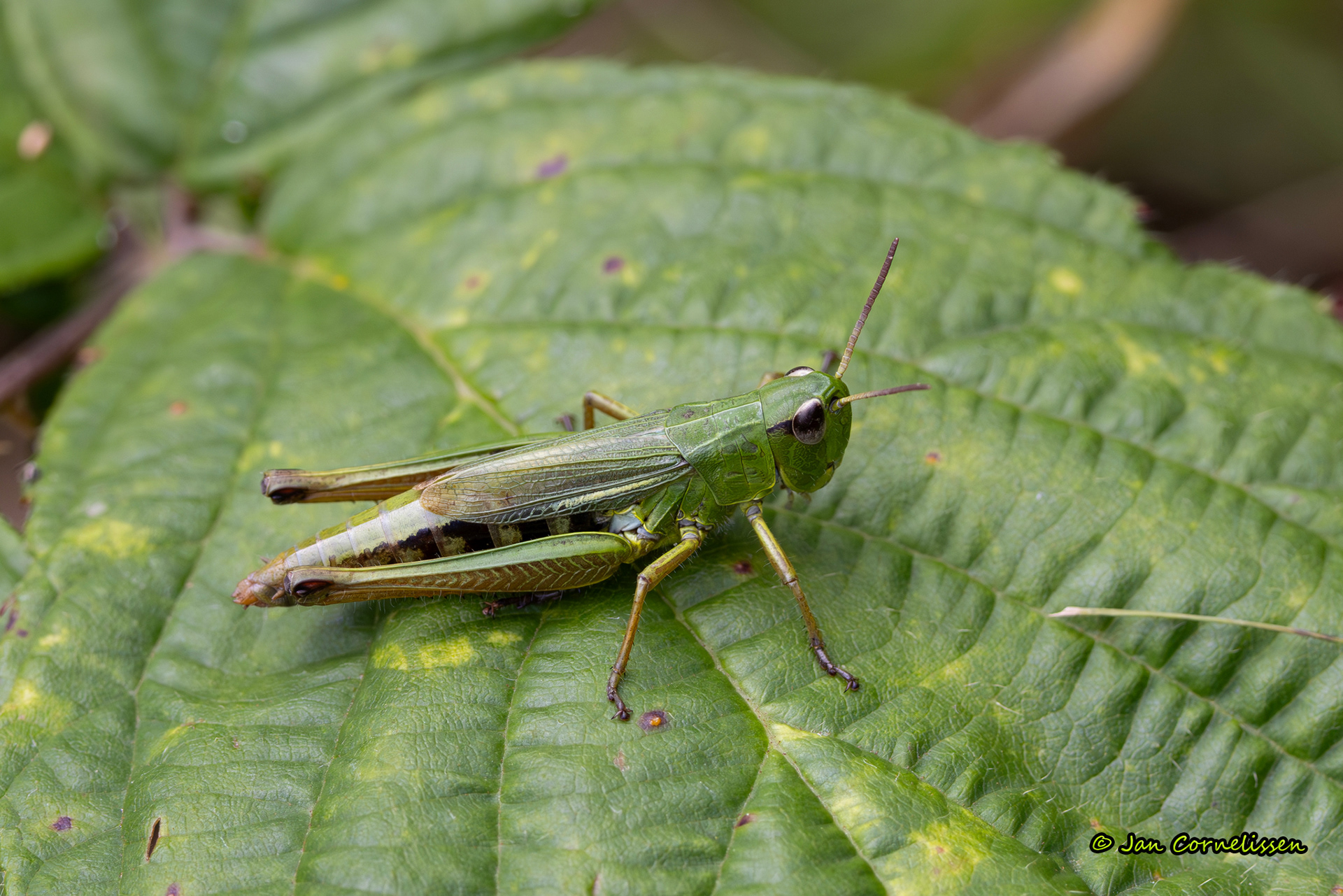 Zompsprinkhaan - Pseudochorthippus montanus (Bree, B) 2023