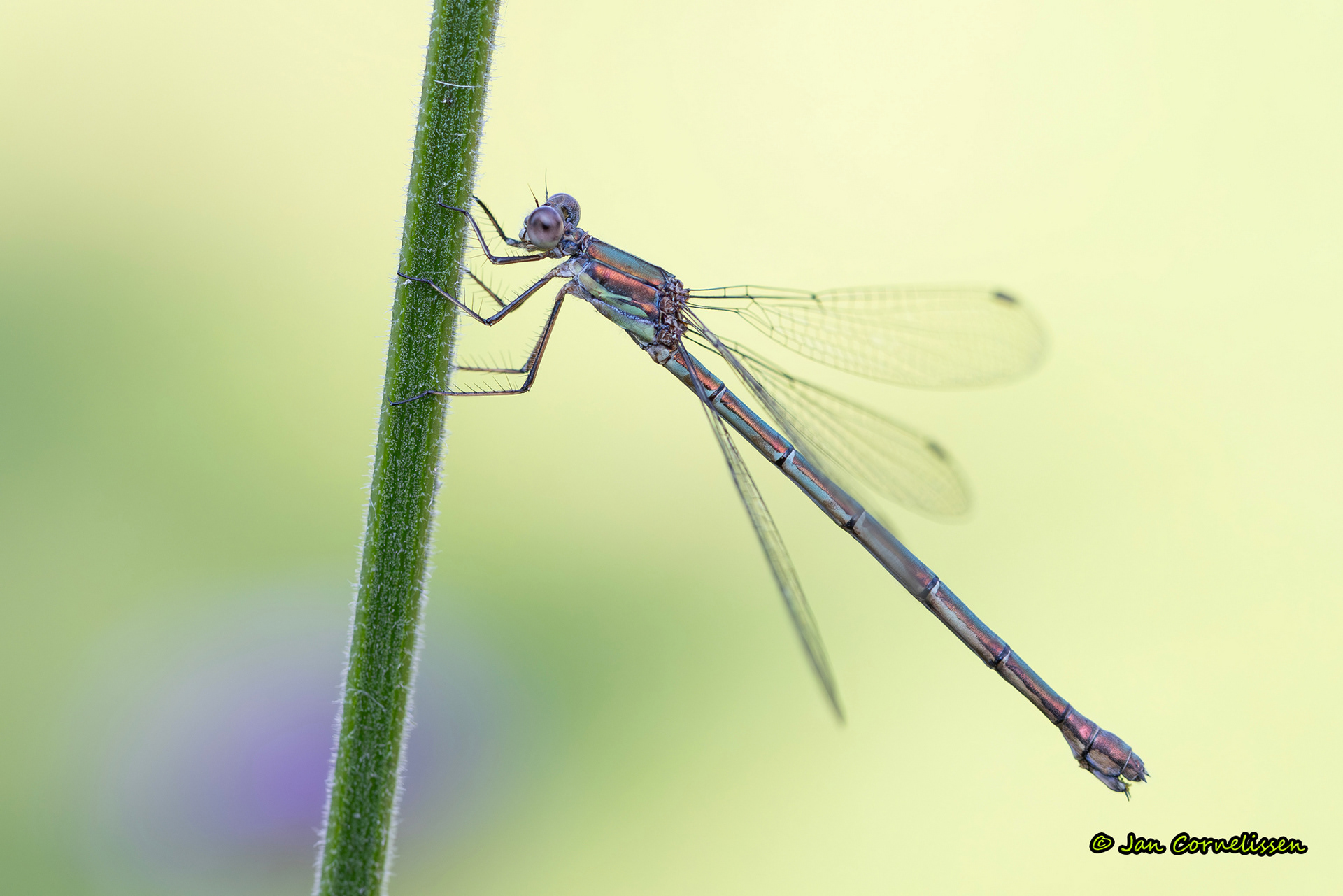 Houtpantserjuffer ♀ - Lestes viridis (Pelt, B) 2024