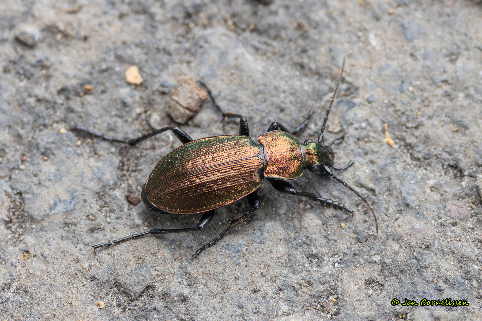 Graslandschallebijter - Carabus monilis (Diepholz, D) 2025