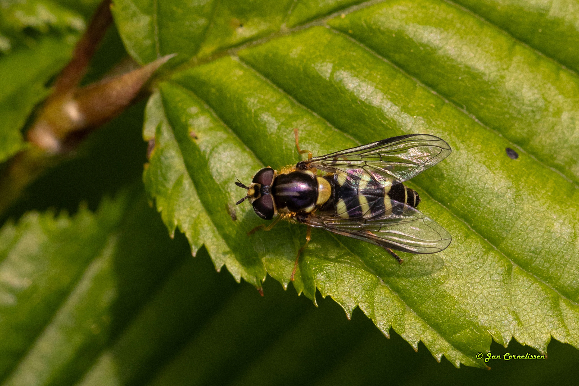 Bretelwimperzweefvlieg - Dasysyrphus albostriatus (Pelt, B) 2023