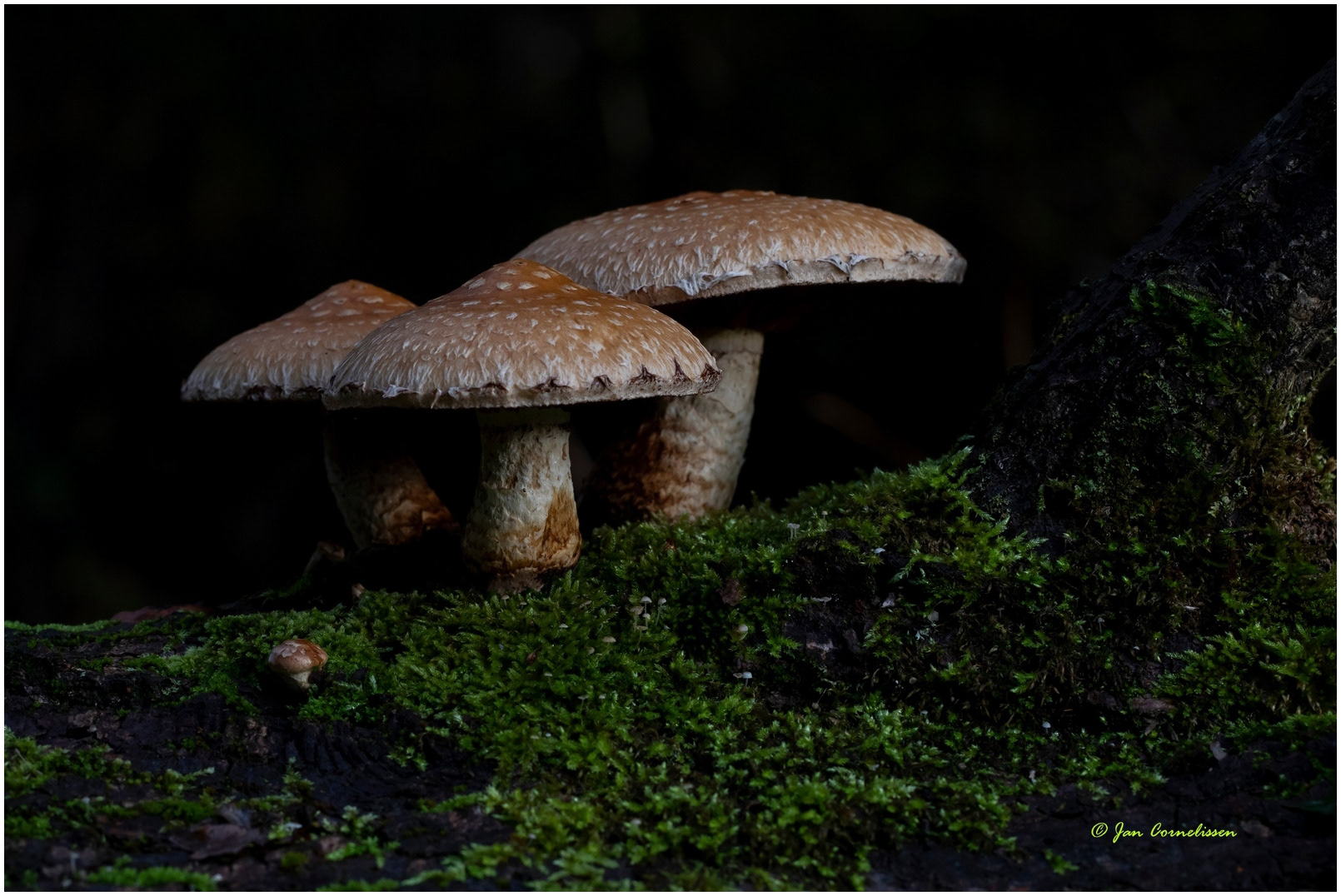 Wollige bundelzwam