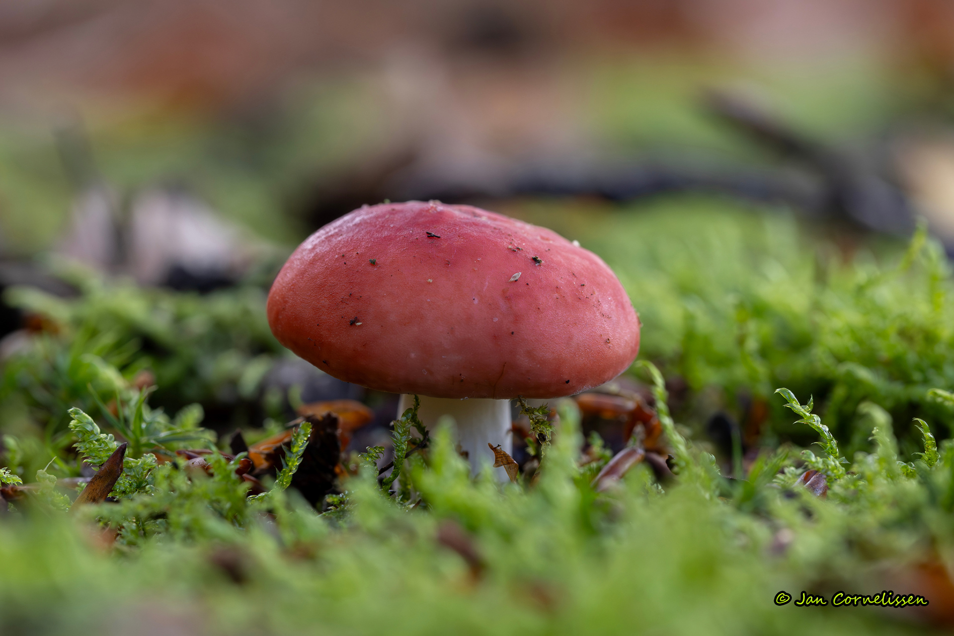 Braakrussula spec.