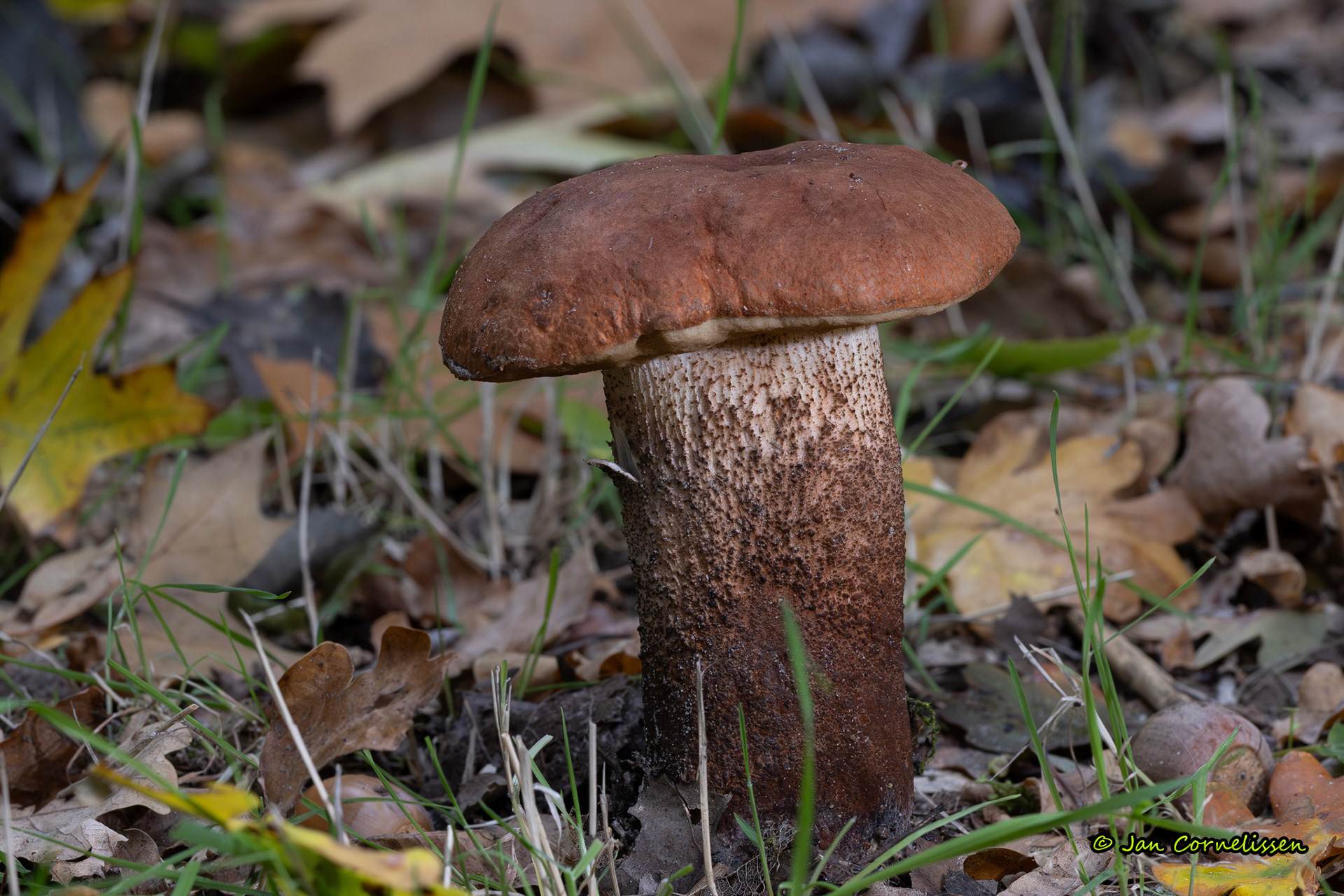 Rosse populierboleet