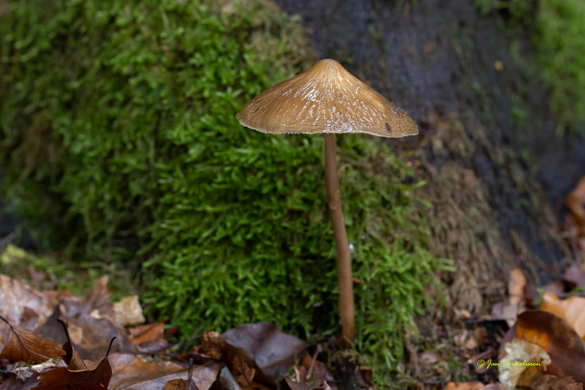 Beukwortelzwam