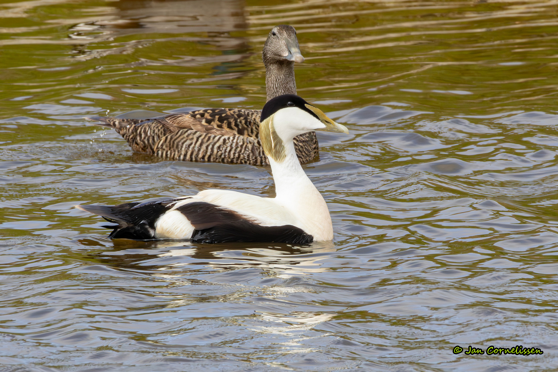 Eiders