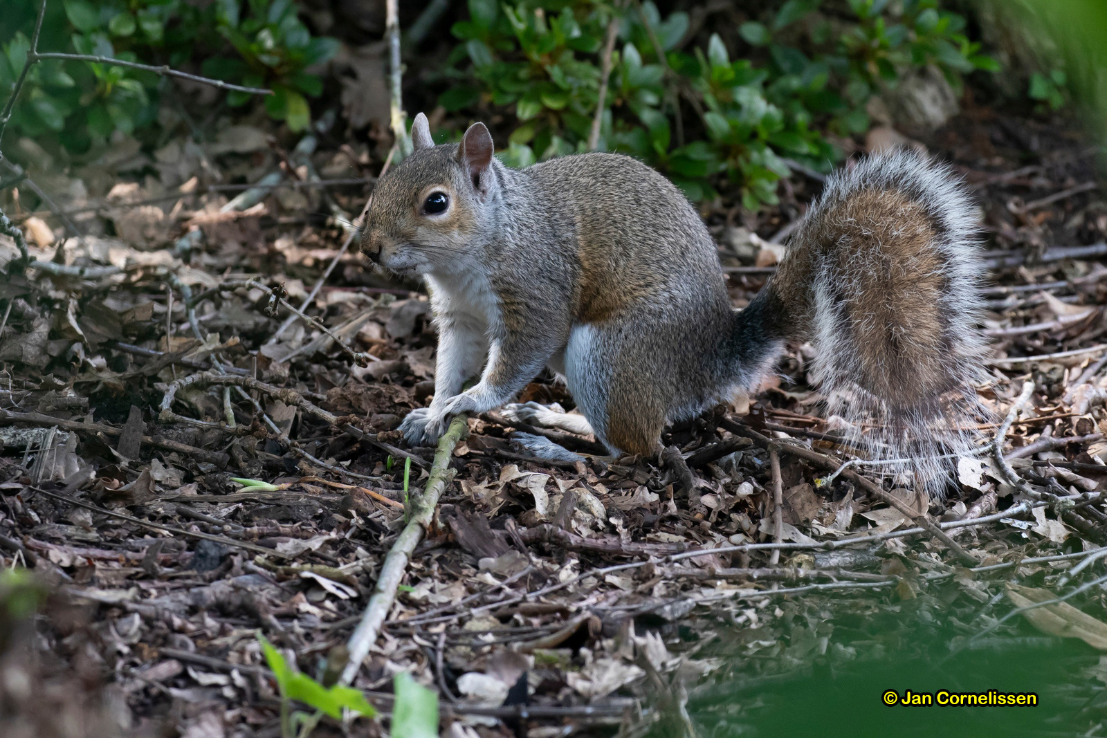 Grijze eekhoorn - Sciurus carolinensis (Wisley, GB) 2018