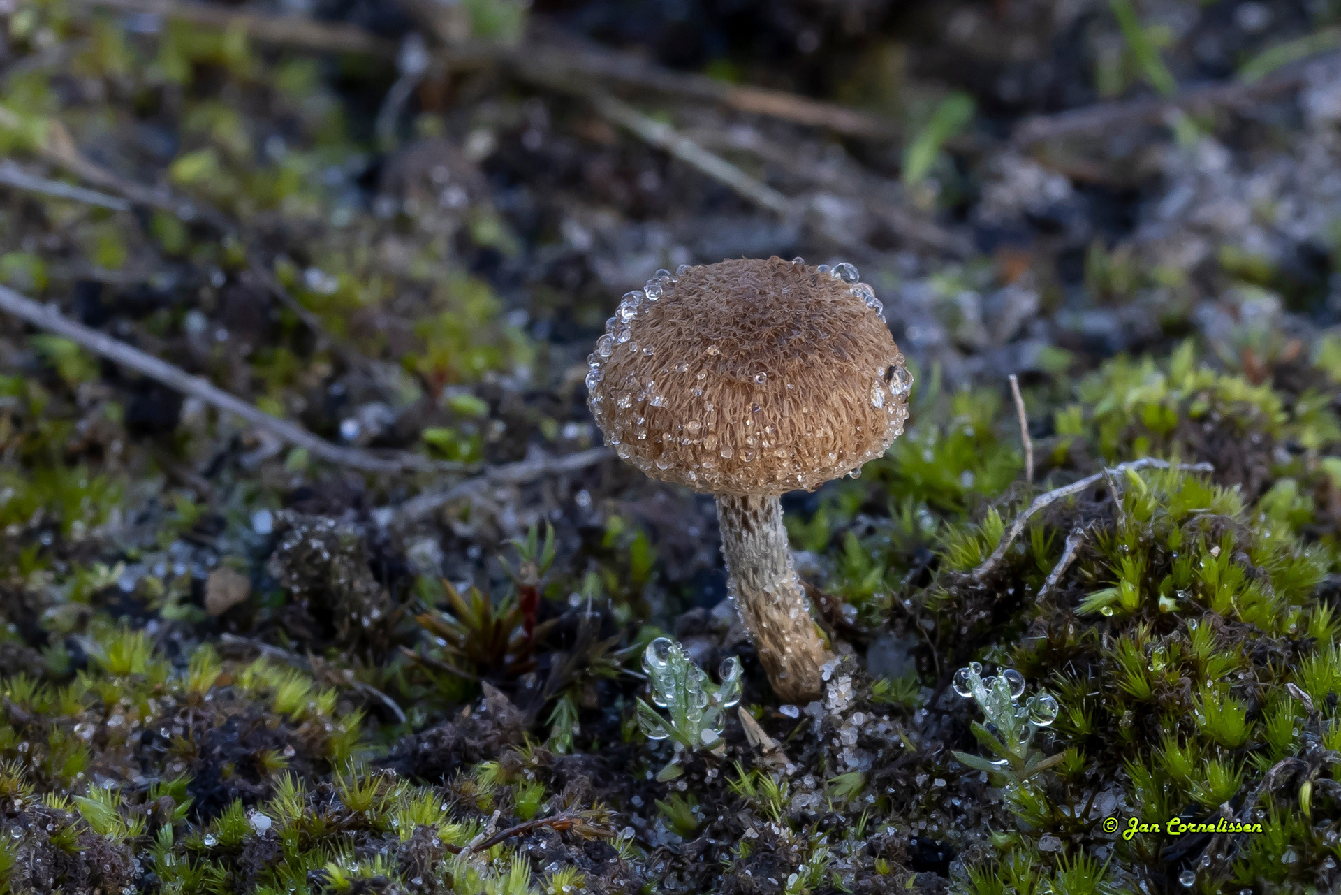 Zandpadvezelkop