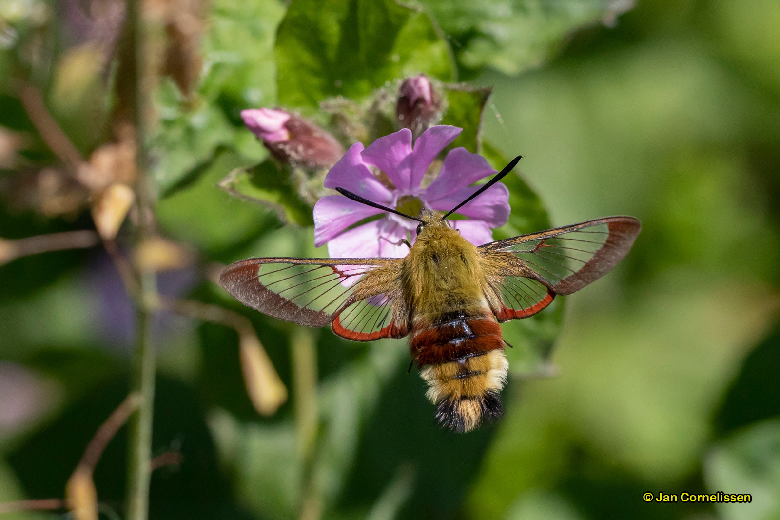Glasvleugelpijlstaart - Hemaris fuciformis (Bree, B)