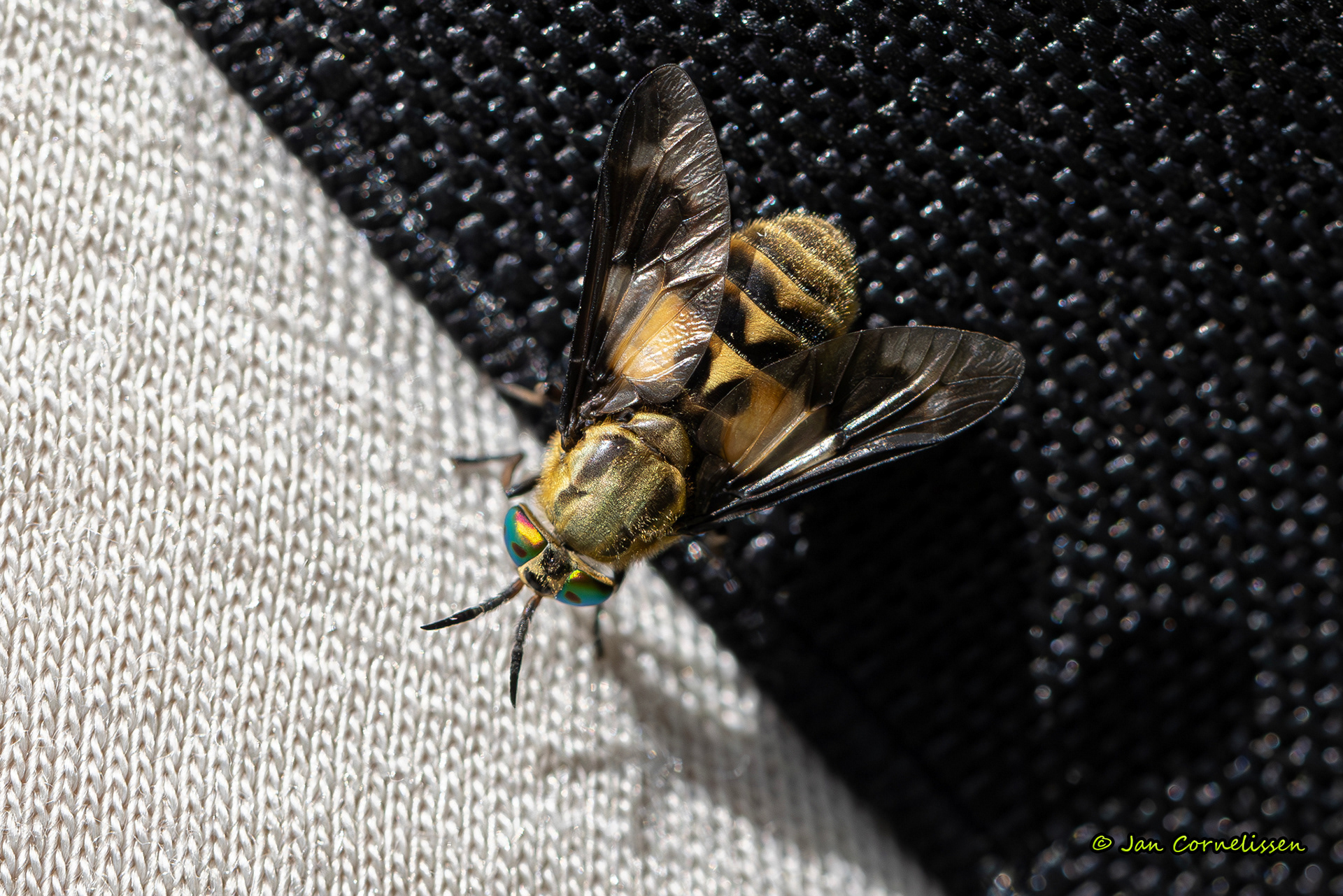 Gewone goudoogdaas - Chrysops relictus (Nederweert, NL) 2025