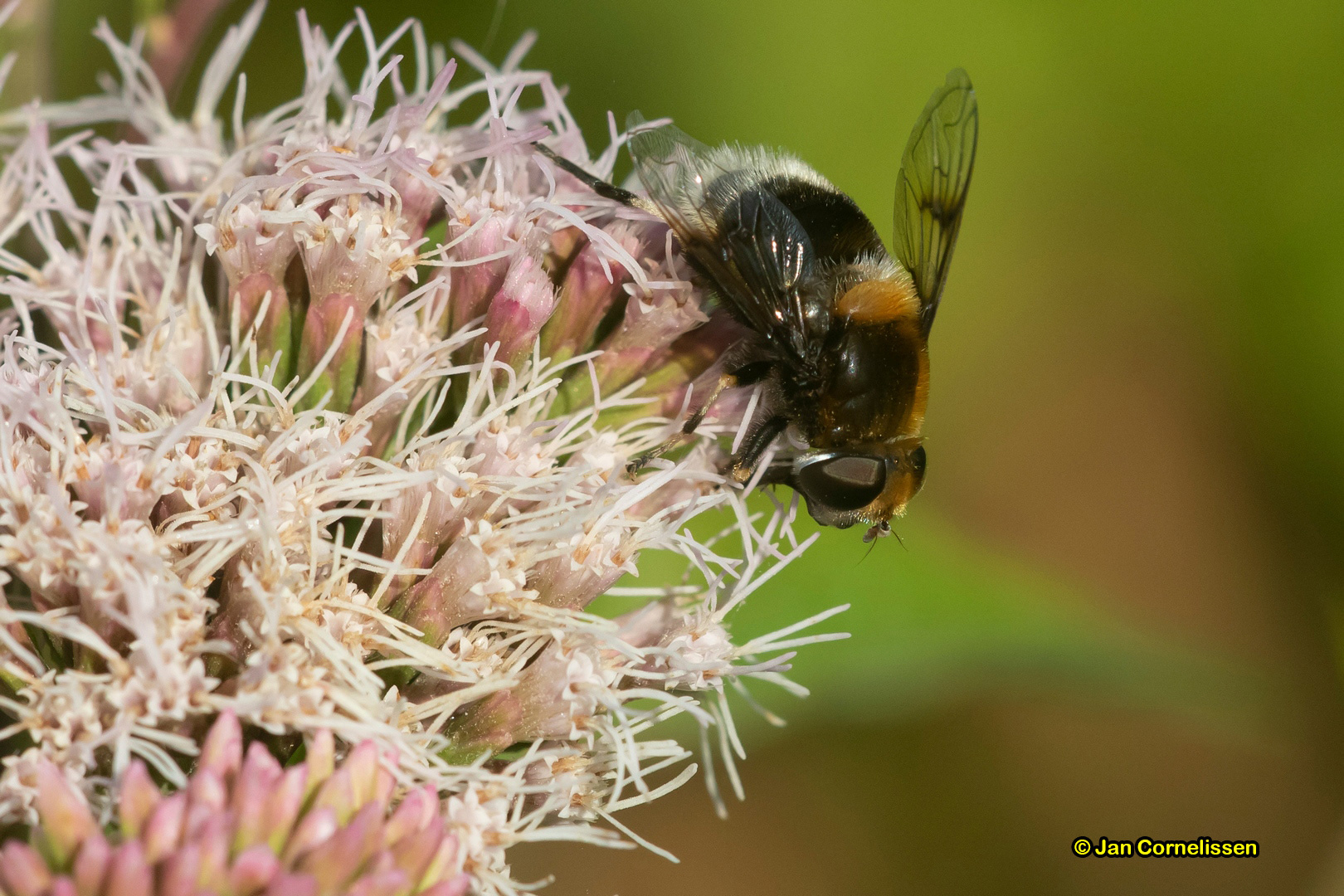 Hommelbijvlieg - Eristalis intricaria (Pelt, B) 2019