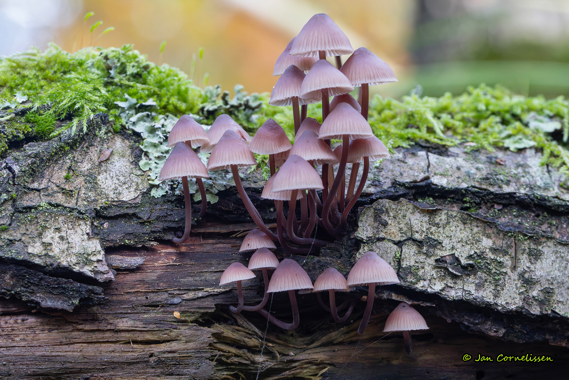 Grote bloedsteelmycena