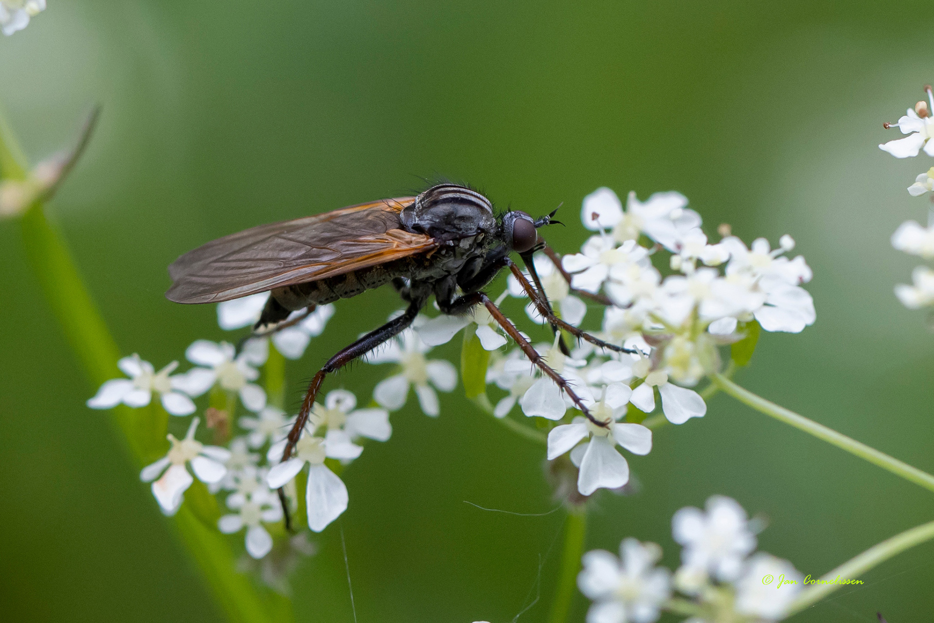 Grote dansvlieg - Empis tessellata (Valkenswaard, NL) 2021