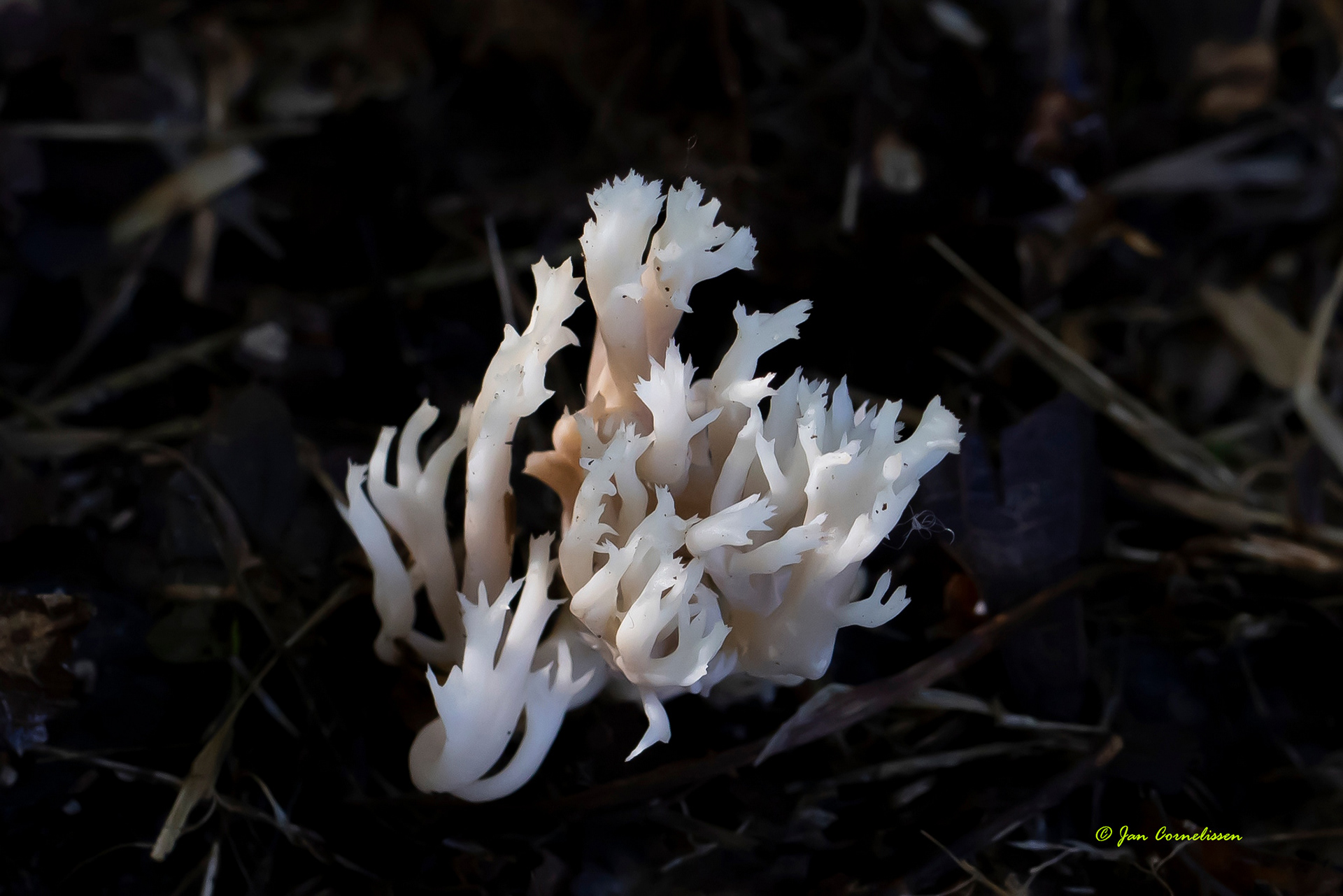 Witte koraalzwam